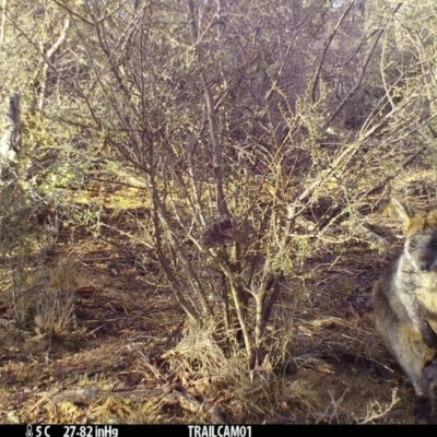 Wallabia bicolor (Swamp Wallaby) at Booth, ACT - 21 Sep 2019 by DonFletcher