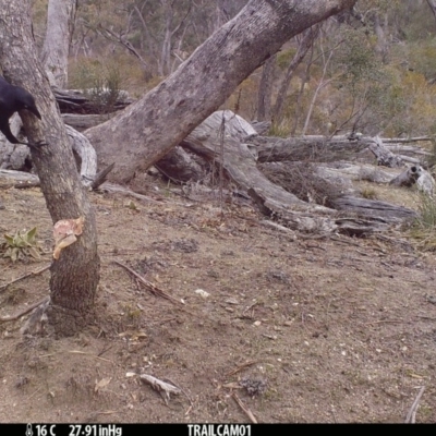 Corvus coronoides (Australian Raven) at Namadgi National Park - 26 Aug 2019 by DonFletcher