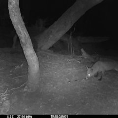 Vulpes vulpes (Red Fox) at Namadgi National Park - 1 Sep 2019 by DonFletcher