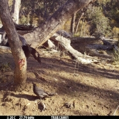 Strepera graculina (Pied Currawong) at Booth, ACT - 27 Aug 2019 by DonFletcher