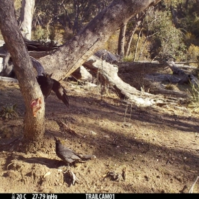 Strepera graculina (Pied Currawong) at Booth, ACT - 28 Aug 2019 by DonFletcher