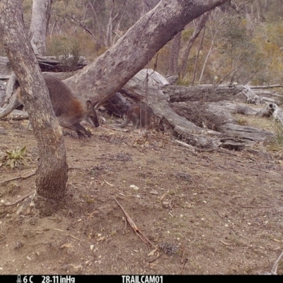 Notamacropus rufogriseus (Red-necked Wallaby) at Booth, ACT - 29 Aug 2019 by DonFletcher