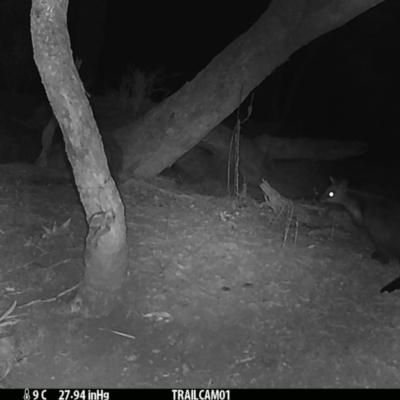 Wallabia bicolor (Swamp Wallaby) at Booth, ACT - 27 Aug 2019 by DonFletcher
