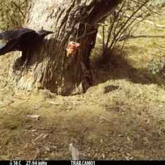 Corvus coronoides (Australian Raven) at Booth, ACT - 29 Aug 2019 by DonFletcher