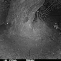 Trichosurus vulpecula (Common Brushtail Possum) at Namadgi National Park - 28 Aug 2019 by DonFletcher