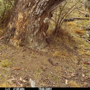 Macropus giganteus at Booth, ACT - 17 Sep 2019