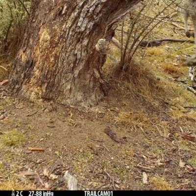 Macropus giganteus (Eastern Grey Kangaroo) at Booth, ACT - 17 Sep 2019 by DonFletcher