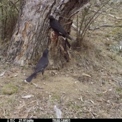 Strepera graculina (Pied Currawong) at Booth, ACT - 30 Aug 2019 by DonFletcher