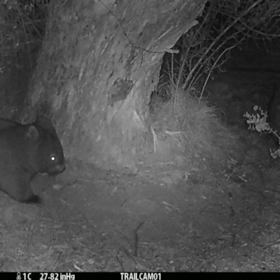 Vombatus ursinus (Common wombat, Bare-nosed Wombat) at Namadgi National Park - 28 Aug 2019 by DonFletcher