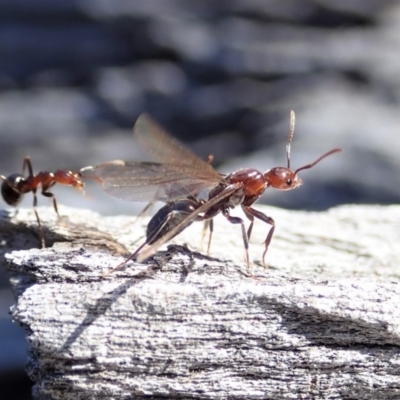 Papyrius nitidus (Shining Coconut Ant) at Mount Painter - 1 Oct 2019 by CathB