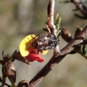 Diphucrania acuducta at Dunlop, ACT - 1 Oct 2019 02:48 PM