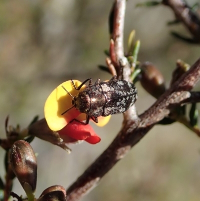 Diphucrania acuducta (Acuducta jewel beetle) at Aranda Bushland - 1 Oct 2019 by CathB
