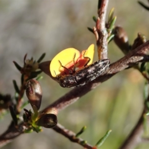 Diphucrania acuducta at Dunlop, ACT - 1 Oct 2019