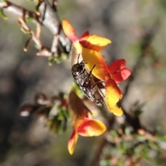 Diphucrania acuducta at Dunlop, ACT - 1 Oct 2019