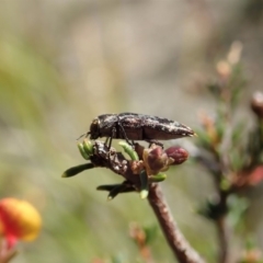 Diphucrania acuducta at Dunlop, ACT - 1 Oct 2019 02:48 PM