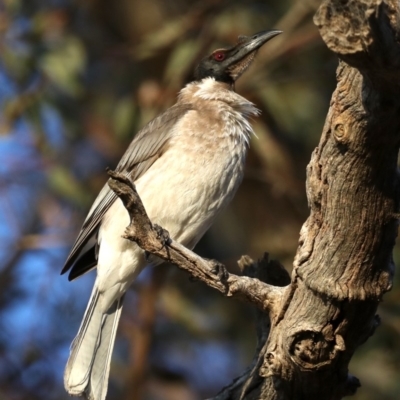 Philemon corniculatus (Noisy Friarbird) at Majura, ACT - 30 Sep 2019 by jbromilow50