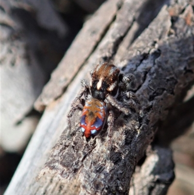 Maratus calcitrans (Kicking peacock spider) at Aranda Bushland - 1 Oct 2019 by CathB