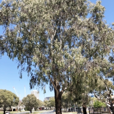 Eucalyptus elata (River Peppermint) at Curtin, ACT - 4 Oct 2019 by ruthkerruish