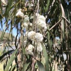 Eucalyptus elata at Curtin, ACT - 4 Oct 2019