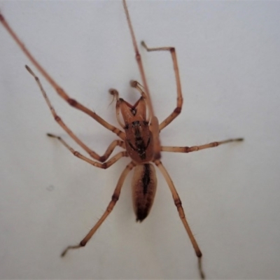 Cheiracanthium gracile (Slender sac spider) at Cook, ACT - 28 Sep 2019 by CathB