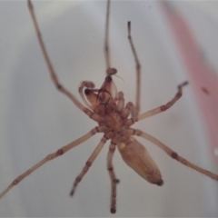 Cheiracanthium gracile at Cook, ACT - 28 Sep 2019