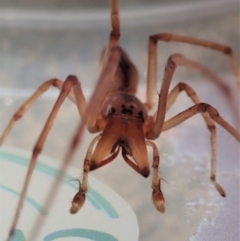 Cheiracanthium gracile at Cook, ACT - 28 Sep 2019 10:39 AM