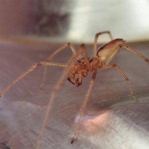 Cheiracanthium gracile at Cook, ACT - 28 Sep 2019 10:39 AM