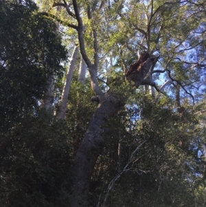 Native tree with hollow(s) at Mogood, NSW - 1 Oct 2019 12:35 PM