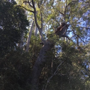 Native tree with hollow(s) at Mogood, NSW - 1 Oct 2019