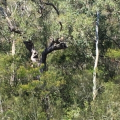 Native tree with hollow(s) (Native tree with hollow(s)) at Mogood, NSW - 1 Oct 2019 by nickhopkins