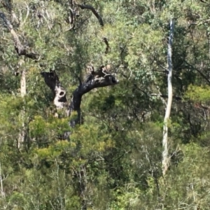 Native tree with hollow(s) at Mogood, NSW - 1 Oct 2019