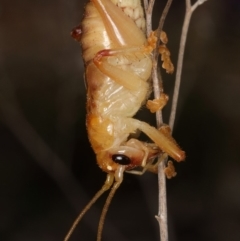 Gryllacrididae sp. (family) (Wood, Raspy or Leaf Rolling Cricket) at Kambah, ACT - 2 Oct 2019 by Marthijn
