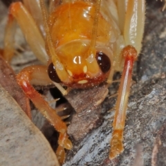 Gryllacrididae (family) at Kambah, ACT - 2 Oct 2019 11:28 AM