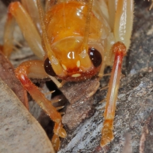 Gryllacrididae (family) at Kambah, ACT - 2 Oct 2019 11:28 AM