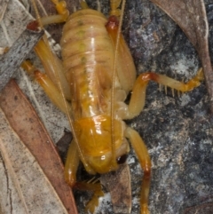 Gryllacrididae sp. (family) at Kambah, ACT - 2 Oct 2019