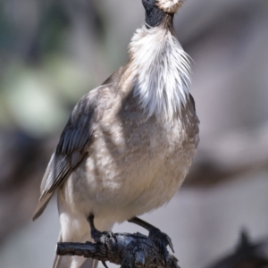 Philemon corniculatus at Tuggeranong DC, ACT - 2 Oct 2019