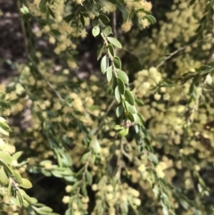 Acacia howittii (Sticky Wattle) at Palmerston, ACT - 2 Oct 2019 by walter