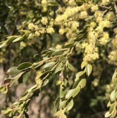 Acacia howittii at Palmerston, ACT - 2 Oct 2019