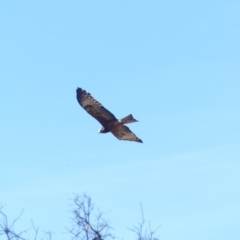 Lophoictinia isura (Square-tailed Kite) at Nelson Beach - 2 Oct 2019 by MatthewHiggins