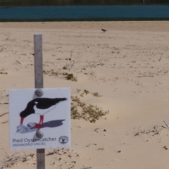 Haematopus longirostris (Australian Pied Oystercatcher) at Nelson, NSW - 2 Oct 2019 by MatthewHiggins