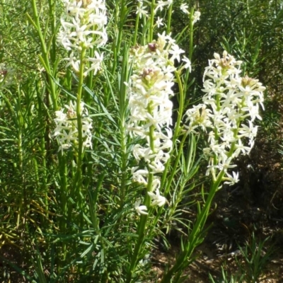 Stackhousia monogyna (Creamy Candles) at Point 57 - 1 Oct 2019 by RWPurdie