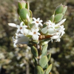 Brachyloma daphnoides (Daphne Heath) at O'Connor, ACT - 2 Oct 2019 by RWPurdie