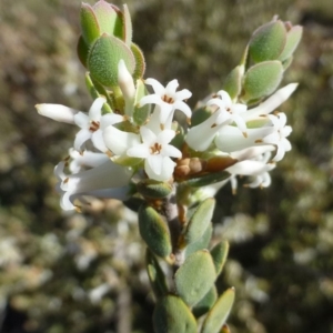 Brachyloma daphnoides at O'Connor, ACT - 2 Oct 2019