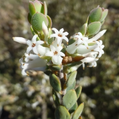 Brachyloma daphnoides (Daphne Heath) at Black Mountain - 1 Oct 2019 by RWPurdie