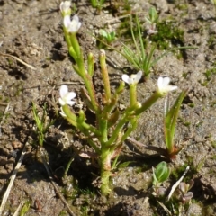 Stylidium despectum (Small Trigger Plant) at Black Mountain - 1 Oct 2019 by RWPurdie