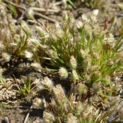 Centrolepis strigosa (Hairy Centrolepis) at Bruce, ACT - 2 Oct 2019 by RWPurdie