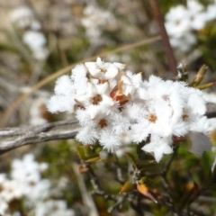 Leucopogon virgatus (Common Beard-heath) at Black Mountain - 1 Oct 2019 by RWPurdie