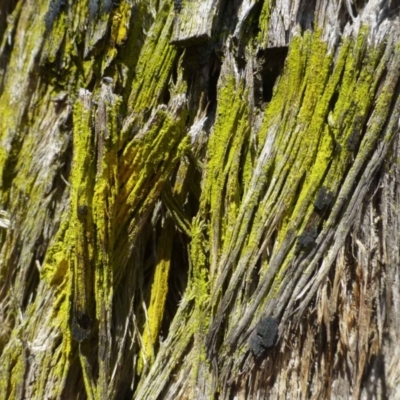 Chrysothrix xanthina (A lichen) at Point 4465 - 1 Oct 2019 by RWPurdie