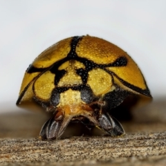 Harmonia testudinaria (Tortoise-shelled ladybird) at Dalmeny, NSW - 1 Oct 2019 by JohnC2