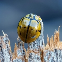 Harmonia testudinaria at Dalmeny, NSW - 1 Oct 2019